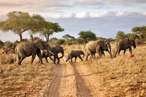 Pin by TRowcliff on Elephants...Save the ELLIES! | Safari, Safari tour, Herd of elephants