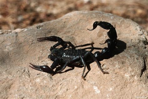 HD Wallpapers Blog: Black Scorpion HD Wallpapers