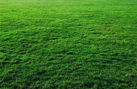 Seven Free Grass Textures or Lawn Background Images | www.myfreetextures.com | Free Textures ...