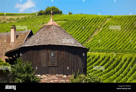 Riquewihr vineyards. Alsace wine route. Haut-Rhin. Alsace. France Stock Photo - Alamy