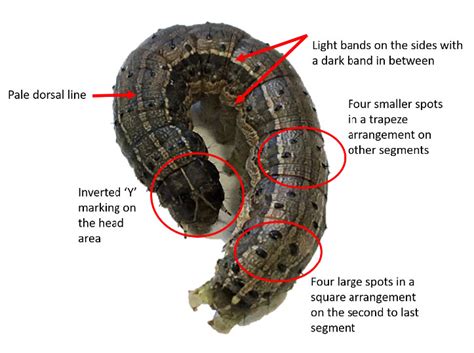 Pest Profile - Fall Armyworm