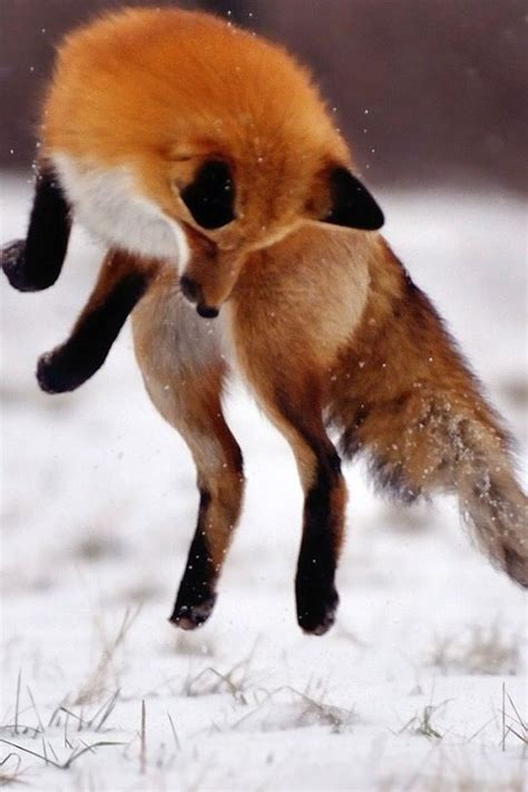 I dreamt of foxes leaping and playing in my back yard last night. Such joy. | Pet fox, Animals ...