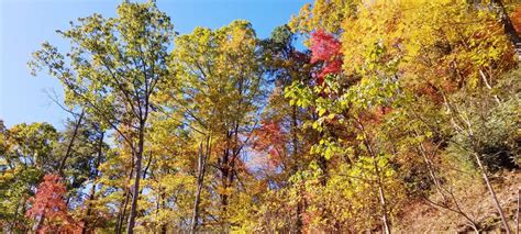 2019 Fall Color Report for the NC Mountains, Week 5