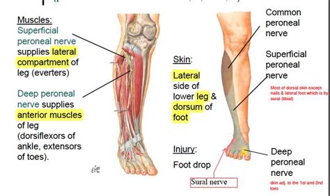 Image result for muscles innervated by deep peroneal nerve | Medical photos, Common fibular ...