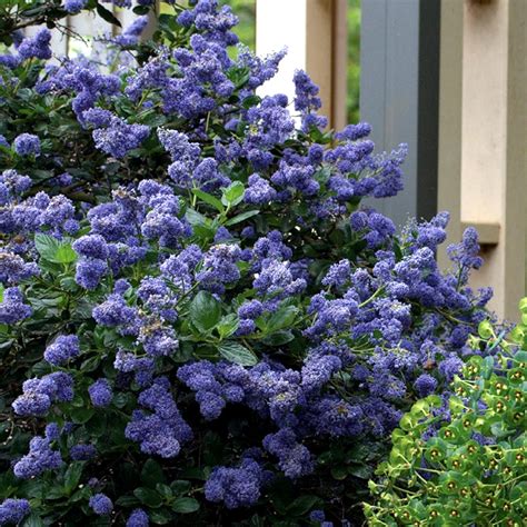 1 X CEANOTHUS 'YANKEE POINT' CALIFORNIA LILAC EVERGREEN SHRUB HARDY ...