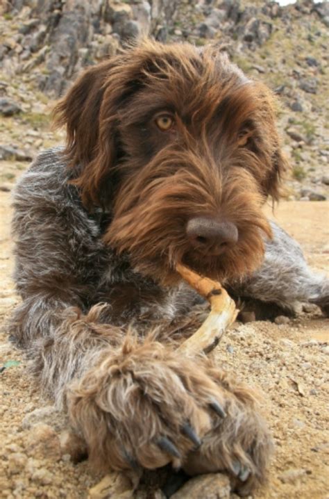 Wirehaired Pointing Griffon Puppies For Sale Australia : Wirehaired ...