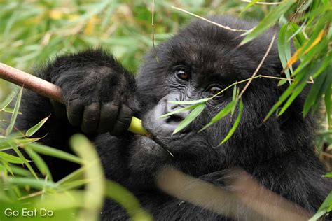 Gorilla trekking in Rwanda | Go Eat Do