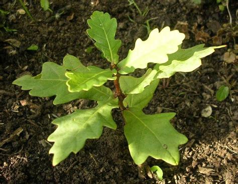 12 oak Tree Sapling LIVE PLANT SEEDLING Bush/shrub/tree