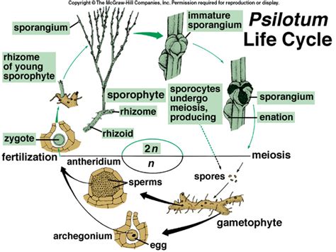 Reproduction/ life cycle