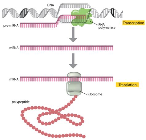 Your Body's Owner's Manual - DNA, RNA, Genes, Amino Acids and Autism ...