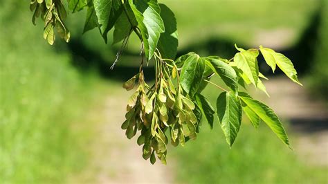 Ash mythology and folklore | Trees for Life