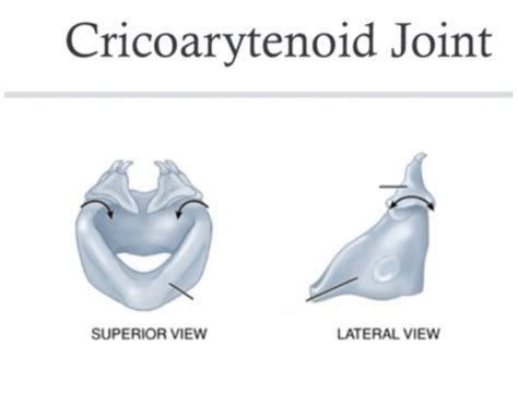 Cricoarytenoid Joint Quiz