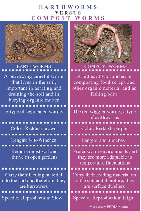 What is the Difference Between Earthworms and Compost Worms - Pediaa.Com