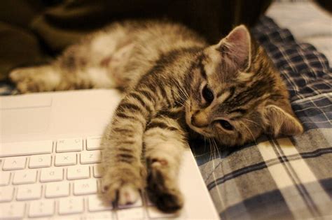 Im a Mac fan #kitten | Cat purr, Cute animals, Kittens