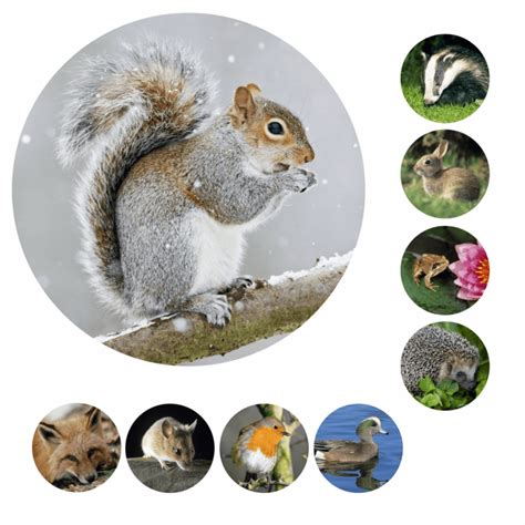 Mini Wildlife Photo Stickers School Stickers