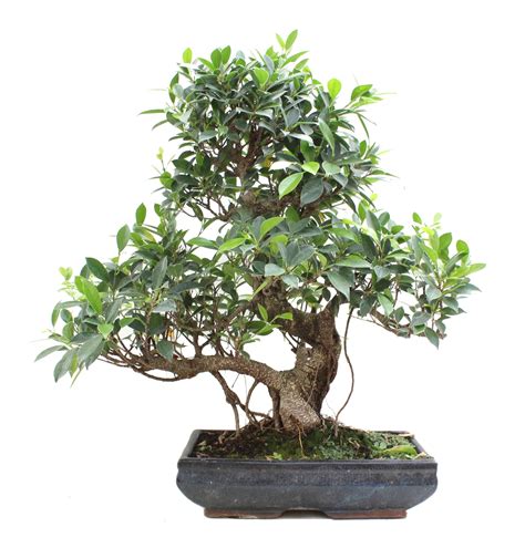 Ficus retusa | Ficha técnica bonsái interior | Mistral Bonsai