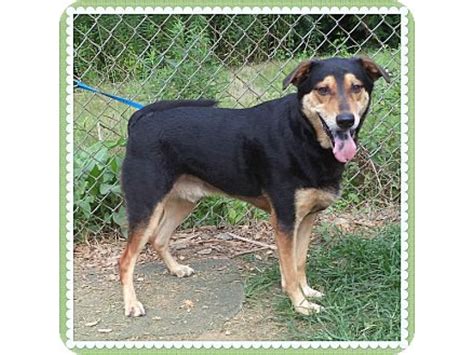 Adoptable Animals at Cobb County Animal Shelter | East Cobb, GA Patch