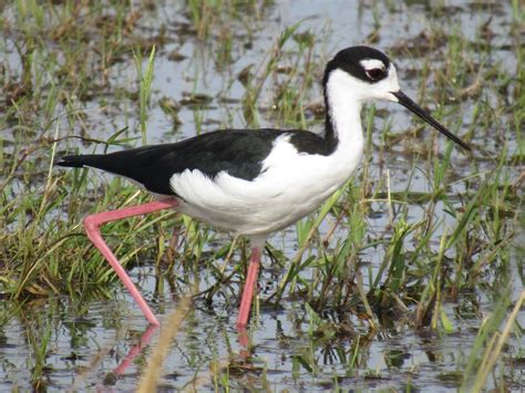 Black-necked Stilts at Merced National Wildlife Refuge