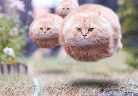 Hover Cat GIFs - Find & Share on GIPHY