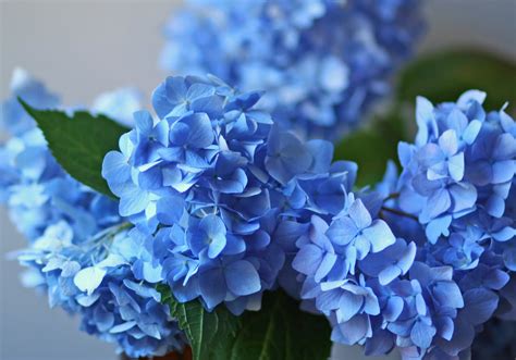 Modish Vintage: blue hydrangeas