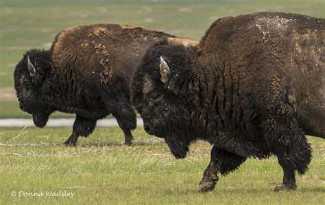 Badlands National Park – American Bison Part 1 | Photos by Donna