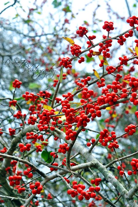 Red Berries in Winter by DSe7en Photography | Fall watercolor, Red ...