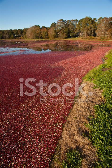 Cranberry Bog Stock Photo | Royalty-Free | FreeImages