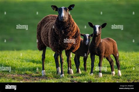 16th May 2023 Weather, farming. Lauder Barns, Scottish Borders ...