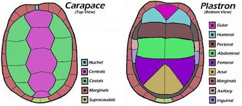 Turtle shell anatomy | Turtle, Marine biology, Anatomy