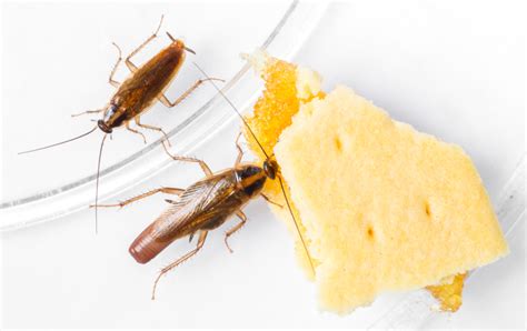 What You Need to Know about Cockroach Infestation - Cockroach Control ...