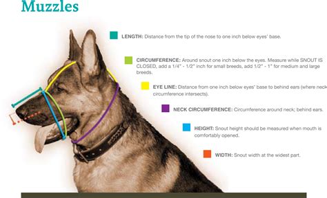 Measuring A Dog For A Muzzle Incredible Prices | www.hawai.com.pk