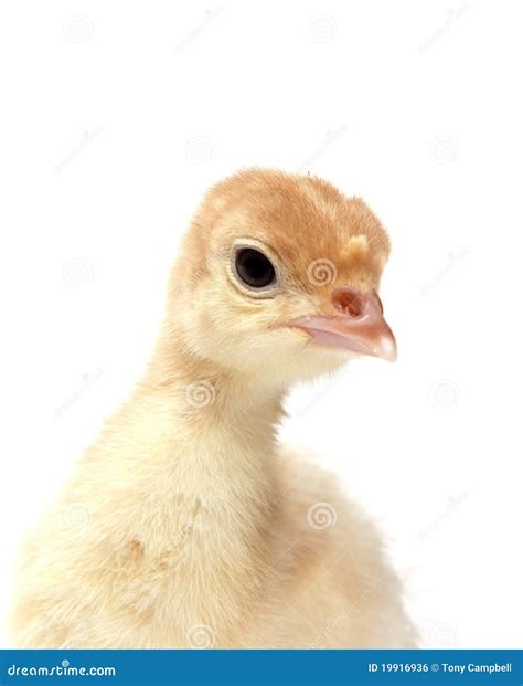 Baby Turkey Royalty Free Stock Image - Image: 19916936