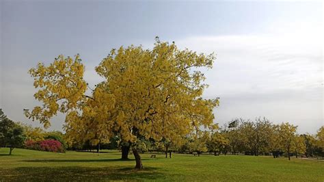 Spectacular Yellow Flowering Golden Chain Tree