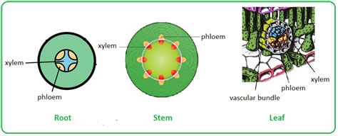 #60 Distribution of Xylem and Phloem in roots, stems and leaves | Biology Notes for IGCSE 2014