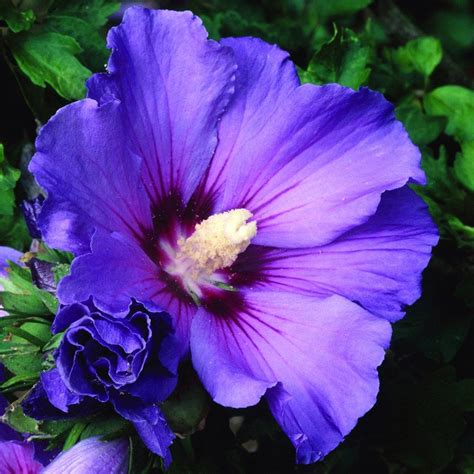 tree hollyhock (syn. Blue Bird ) Purple Hibiscus, Hibiscus Flowers, Exotic Flowers, Tropical ...