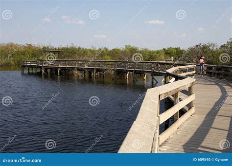 Anhinga trail boardwalk stock photo. Image of boardwalk - 659540