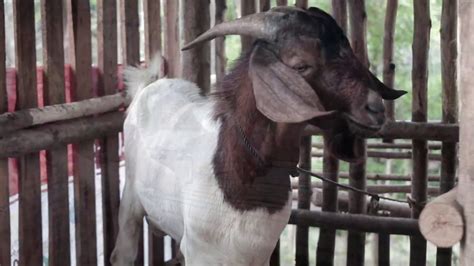 Goat Farming: Philippine Native Goats | 2 months bucklings and doelings | Low Cost Goat House ...