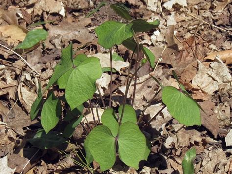 Toronto Wildlife - More Twinleaf