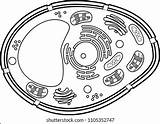 Coloring Page Plant Cell Structure Stock Vector Royalty Free  sketch template