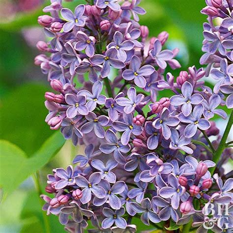 Royal Purple Lilac Flowering Shrub - Highly fragrant, large colorful b – Online Orchards