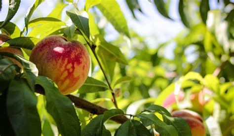 Peach Varieties — Davison Orchards