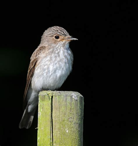 Jon Evans Birding: Spotted Flycatcher Nest Box Project