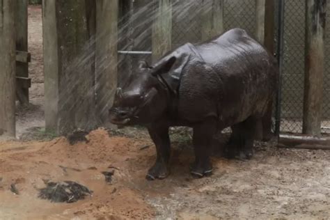 ZooTampa Animals Beat the Heat with Frozen Treats and Bubble Baths