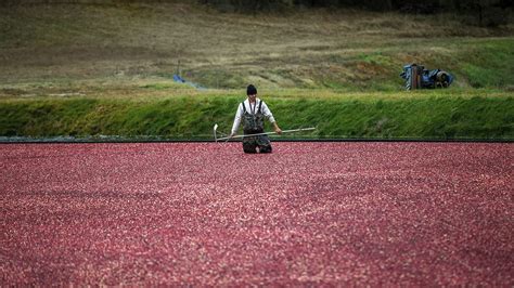 Photos: One Of The Last Cranberry Harvests At Pinnacle Bog In Plymouth | WBUR News