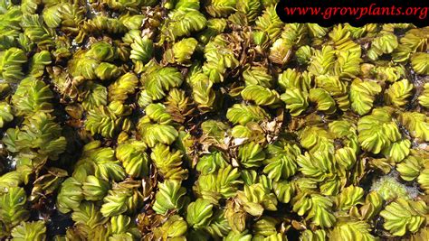 Salvinia natans - How to grow & care