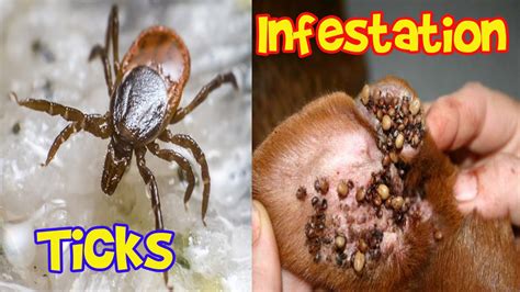 Ticks Infestation Ticks in Humans and Animals - YouTube