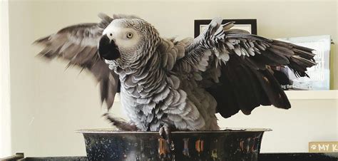 African Grey Parrot Baby