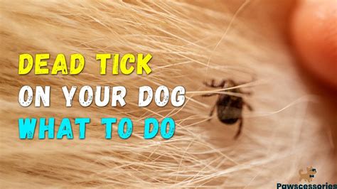 Dried Dead Tick On Dog? What You Need To Do (Vet Answers)