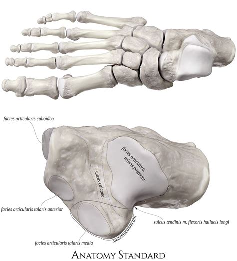 The top view of the right heel bone | Human body anatomy, Body anatomy ...