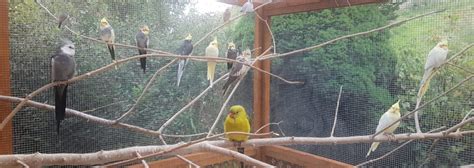 Aviary Construction – Birdline Parrot Rescue